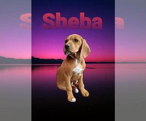 Dobie-Basset Dogs for adoption in Phelan, CA, USA