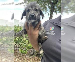 Labrador Retriever-Unknown Mix Dogs for adoption in Houston, TX, USA