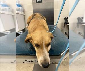American Foxhound Dogs for adoption in Mobile, AL, USA