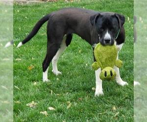 Boxador Dogs for adoption in Des Moines, IA, USA
