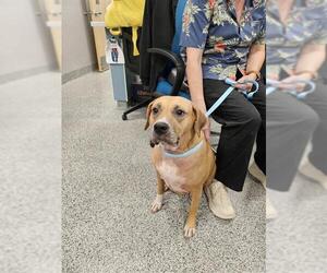 Mutt Dogs for adoption in Palmetto, FL, USA