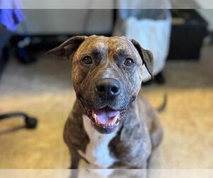 American Staffordshire Terrier-Unknown Mix Dogs for adoption in Raleigh, NC, USA