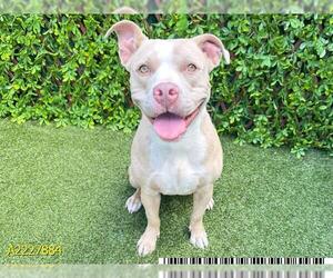American Pit Bull Terrier Dogs for adoption in West Palm Beach, FL, USA