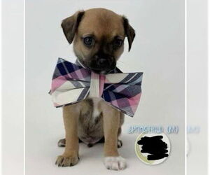 Chihuahua Dogs for adoption in Winter, WI, USA