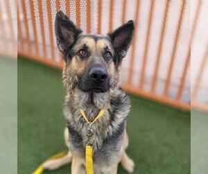 German Shepherd Dog-Unknown Mix Dogs for adoption in Las Vegas, NV, USA