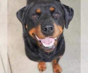 Rottweiler Dogs for adoption in Woodside, NY, USA