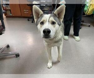 Huskies -Unknown Mix Dogs for adoption in Pasadena, CA, USA