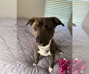 Staffordshire Bull Terrier-Unknown Mix Dogs for adoption in Greensboro, NC, USA