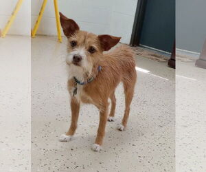 Mutt Dogs for adoption in York, SC, USA