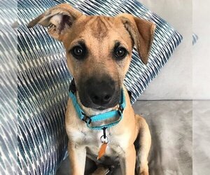 Mutt Dogs for adoption in Sunnyvale, CA, USA