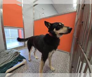 German Shepherd Dog-Siberian Husky Mix Dogs for adoption in Palmetto, FL, USA