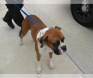 Boxer Dogs for adoption in Pearland, TX, USA