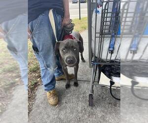 Staffordshire Bull Terrier-Unknown Mix Dogs for adoption in Palmetto, FL, USA