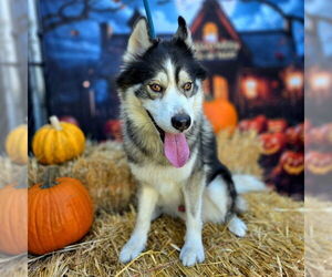 Siberian Husky-Unknown Mix Dogs for adoption in Long Beach, CA, USA