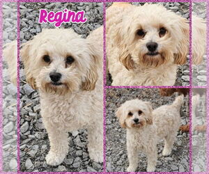 Poodle (Miniature) Dogs for adoption in Blacksburg, SC, USA