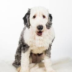 Medium Photo #1 Old English Sheepdog Puppy For Sale in St. Louis Park, MN, USA