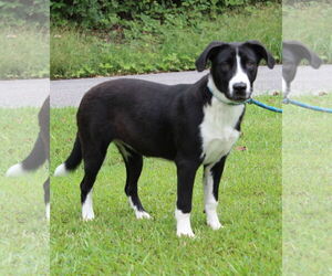 Mutt Dogs for adoption in Prattville, AL, USA