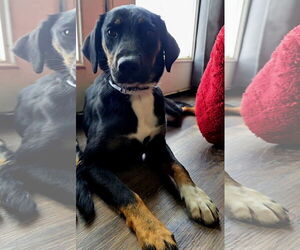 Boxer-Unknown Mix Dogs for adoption in MIDWAY, UT, USA