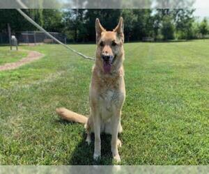 German Shepherd Dog-Unknown Mix Dogs for adoption in Urbana, IL, USA