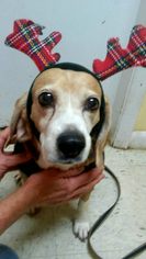 Beagle Dogs for adoption in Melrose, FL, USA