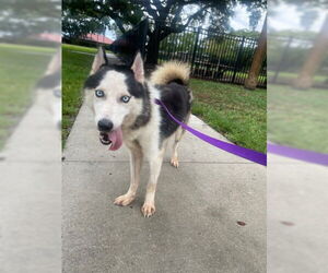- Mix Dogs for adoption in West Palm Beach, FL, USA