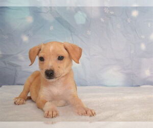 Labrador Retriever-Unknown Mix Dogs for adoption in Oroville, CA, USA