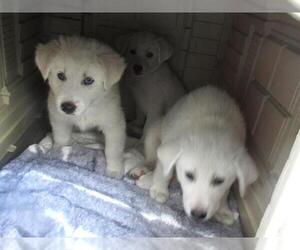 Great Pyrenees Dogs for adoption in Orange, CA, USA