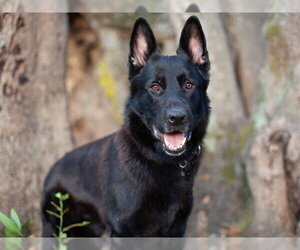 German Shepherd Dog Dogs for adoption in Martinez, CA, USA