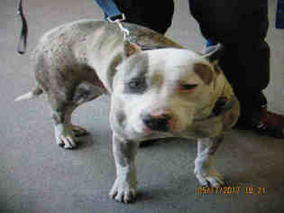 American Pit Bull Terrier Dogs for adoption in Lathrop, CA, USA