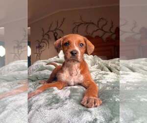 Mutt Dogs for adoption in Sanford, FL, USA