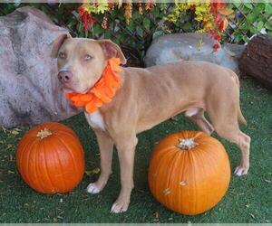 American Pit Bull Terrier-Unknown Mix Dogs for adoption in Oklahoma City, OK, USA