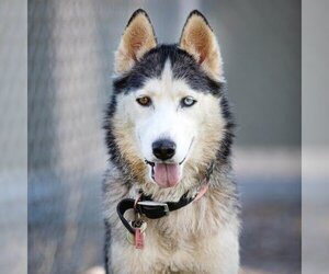 Siberian Husky Dogs for adoption in Camarillo, CA, USA