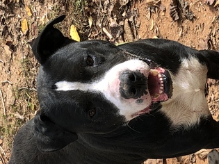 American Bulldog-Labrador Retriever Mix Dogs for adoption in Rock Hill, SC, USA