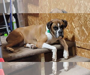 Boxer Dogs for adoption in Burnsville, MN, USA