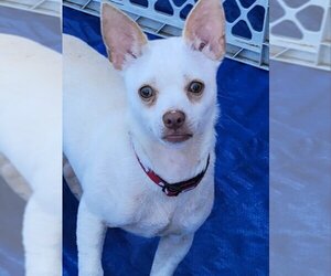 Chihuahua-Unknown Mix Dogs for adoption in Rocky Mount, NC, USA