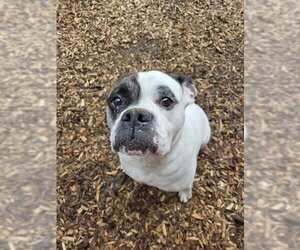 Olde Bulldog Dogs for adoption in London, Ontario, Canada