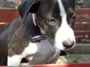 Border Collie Dogs for adoption in Yakima, WA, USA