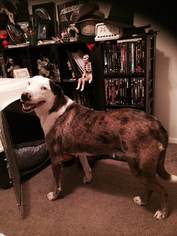 Catahoula Leopard Dog-Unknown Mix Dogs for adoption in Justin , TX, USA