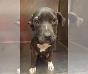 Plott Hound Dogs for adoption in Columbus, GA, USA