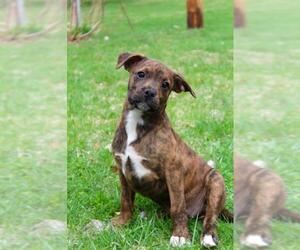Bullboxer Pit Dogs for adoption in Wyoming, MI, USA