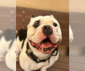 American Pit Bull Terrier Dogs for adoption in Santa Maria, CA, USA