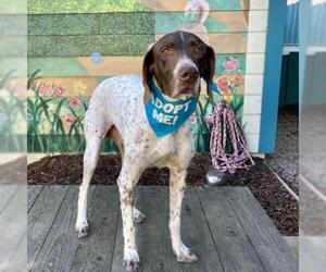 Pointer Dogs for adoption in Pacific Grove, CA, USA