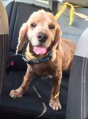 Cocker Spaniel Dogs for adoption in Orange, CA, USA