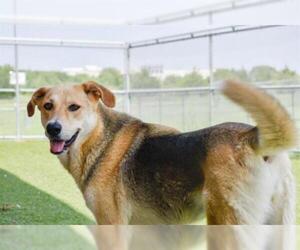 Shepradors Dogs for adoption in Grand Prairie, TX, USA