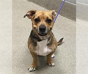American Pit Bull Terrier-Dachshund Mix Dogs for adoption in Las Vegas, NV, USA