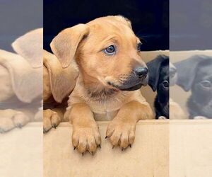 Labrador Retriever-Unknown Mix Dogs for adoption in Green Forest, AR, USA