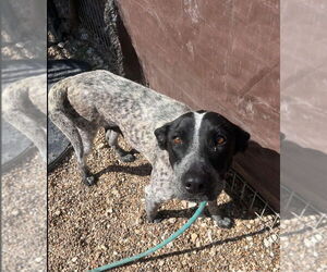 Pointer-Unknown Mix Dogs for adoption in Foristell, MO, USA