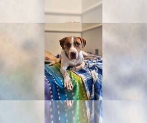 Mutt Dogs for adoption in Weaverville, NC, USA