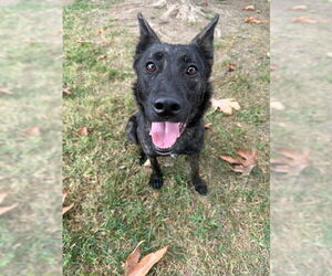 Texas Heeler-Unknown Mix Dogs for adoption in Riverside, CA, USA