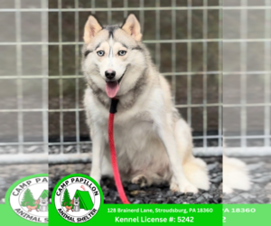 Huskies -Pomeranian Mix Dogs for adoption in Stroudsburg, PA, USA